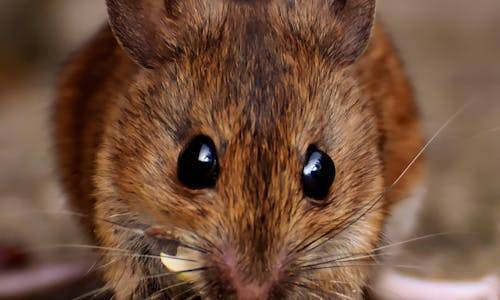 佛山律师事务所解析毒鼠强惨案