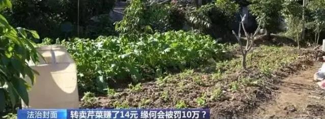佛山律师事务所看芹菜案事件
